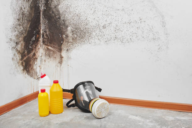 Best Same-Day Mold Removal  in Douglass, KS