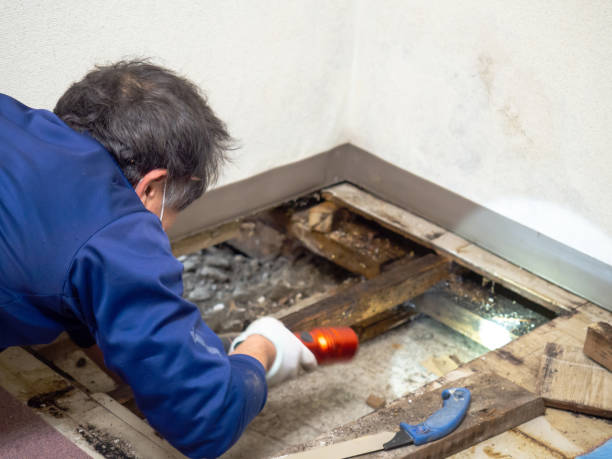 Best Toxic Mold Removal  in Douglass, KS