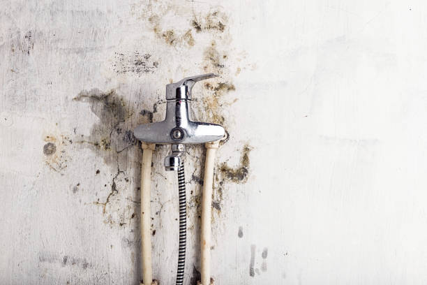 Professional Mold Removal in Douglass, KS