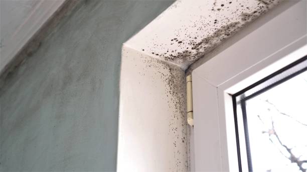 Best Black Mold Removal  in Douglass, KS