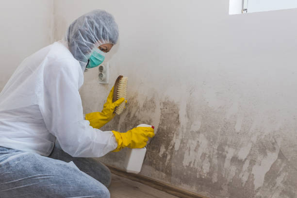 Best Mold Remediation  in Douglass, KS