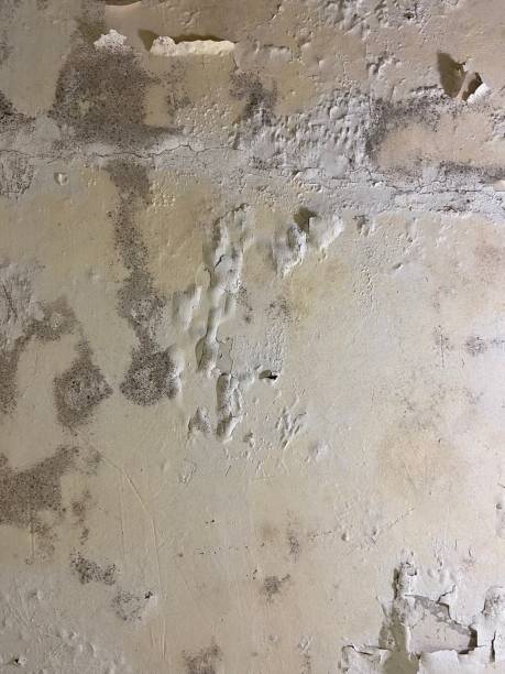 Best Local Mold Removal Service  in Douglass, KS