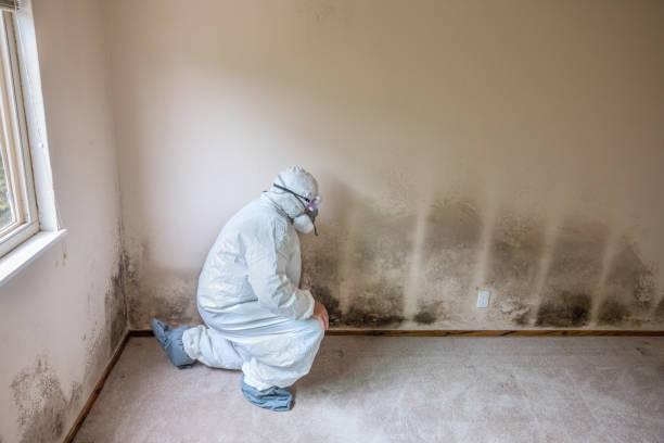 Best Fast Mold Removal  in Douglass, KS